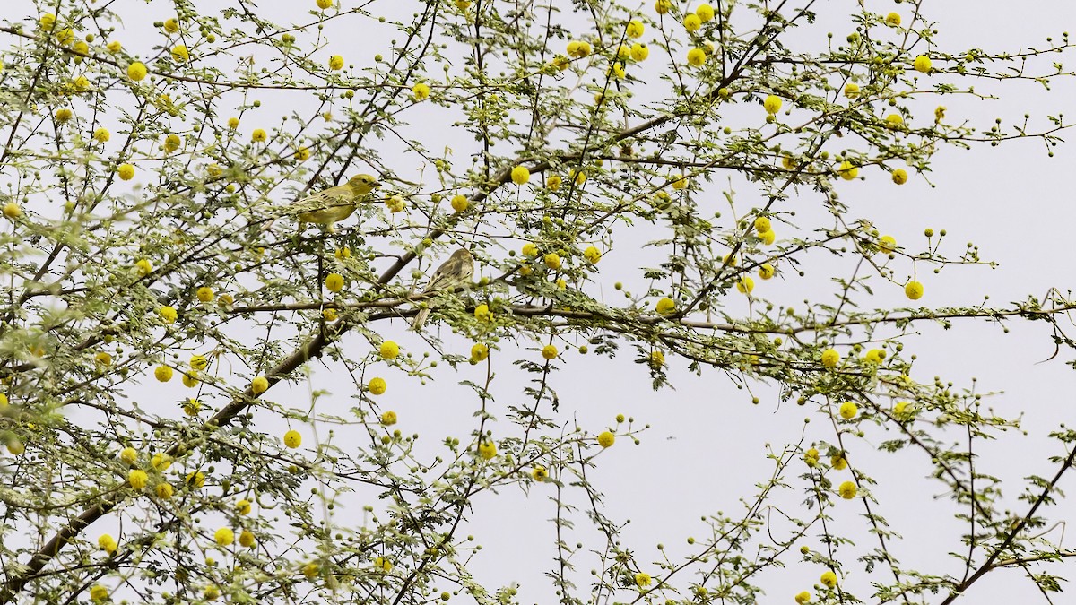 Arabian Golden Sparrow - ML632070418