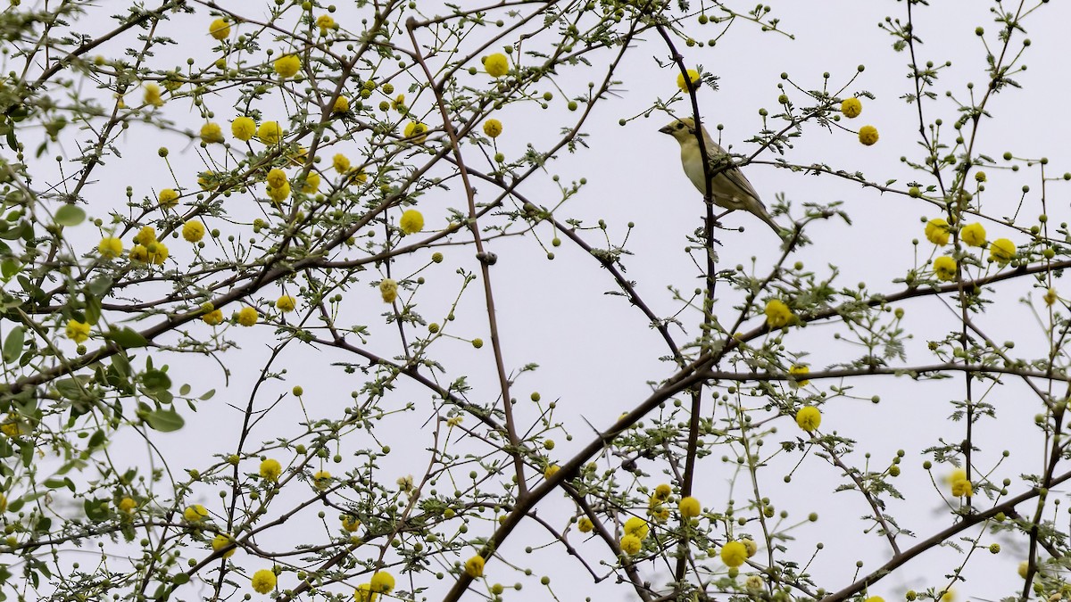 Arabian Golden Sparrow - ML632070425