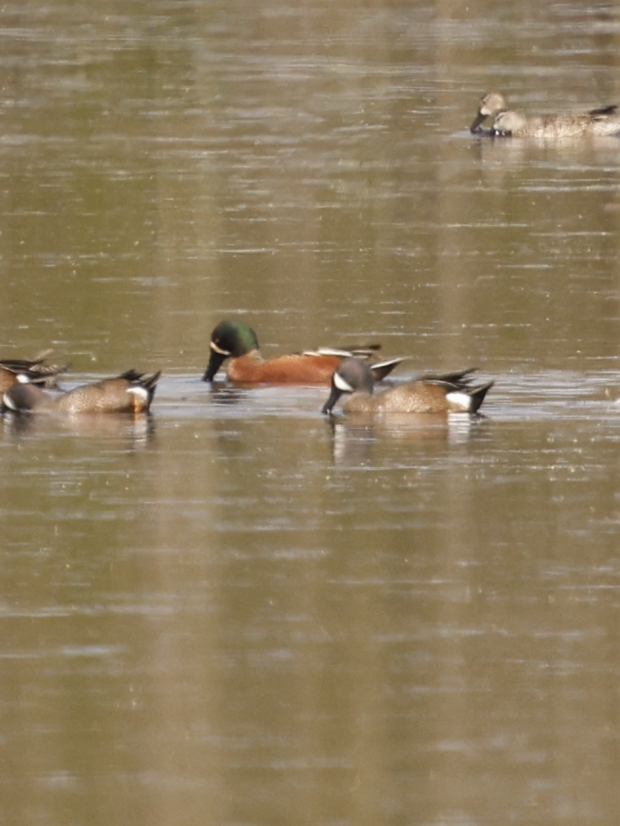 Blue-winged Teal x Northern Shoveler (hybrid) - ML632070505