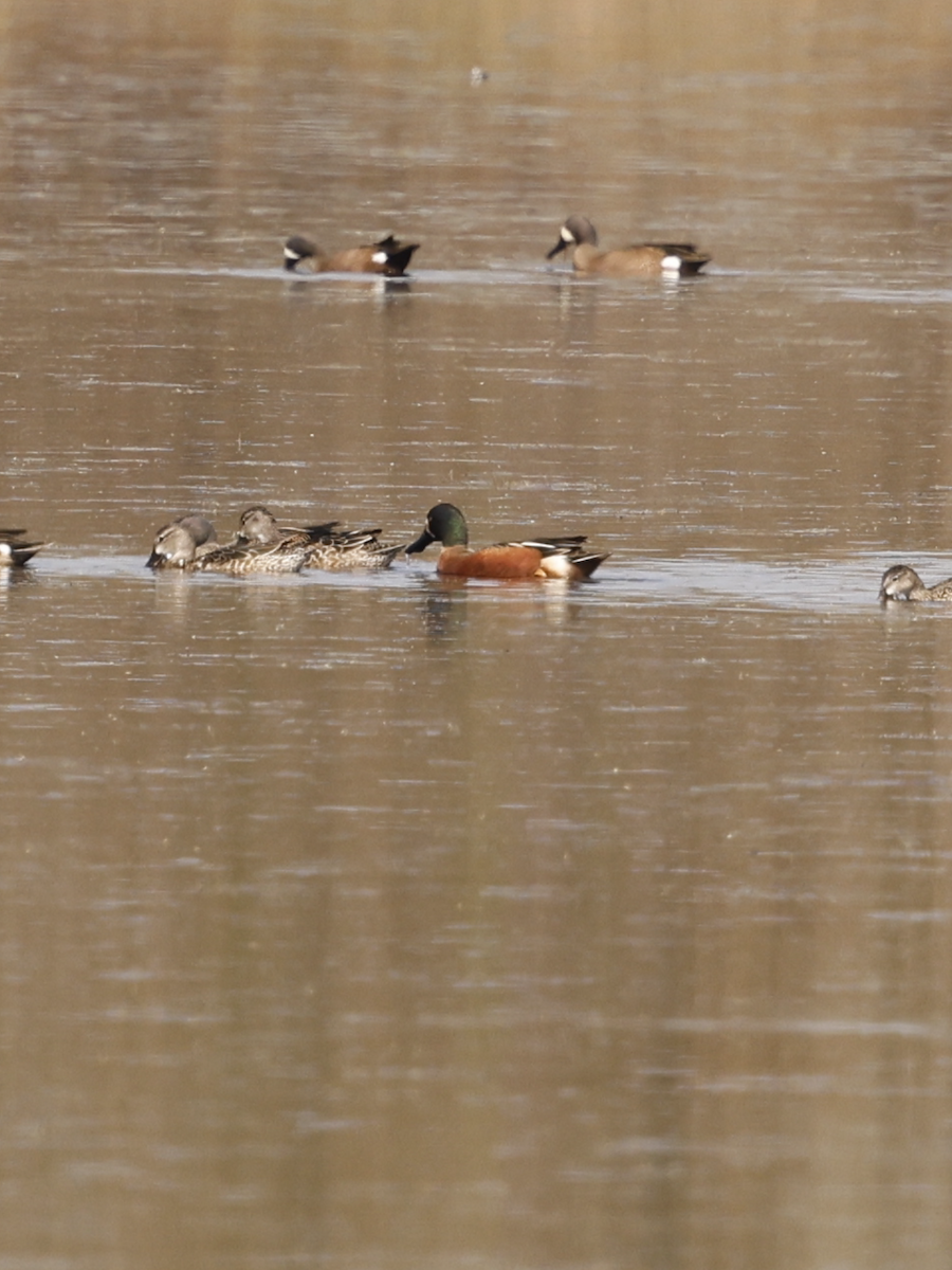 Blue-winged Teal x Northern Shoveler (hybrid) - ML632070506