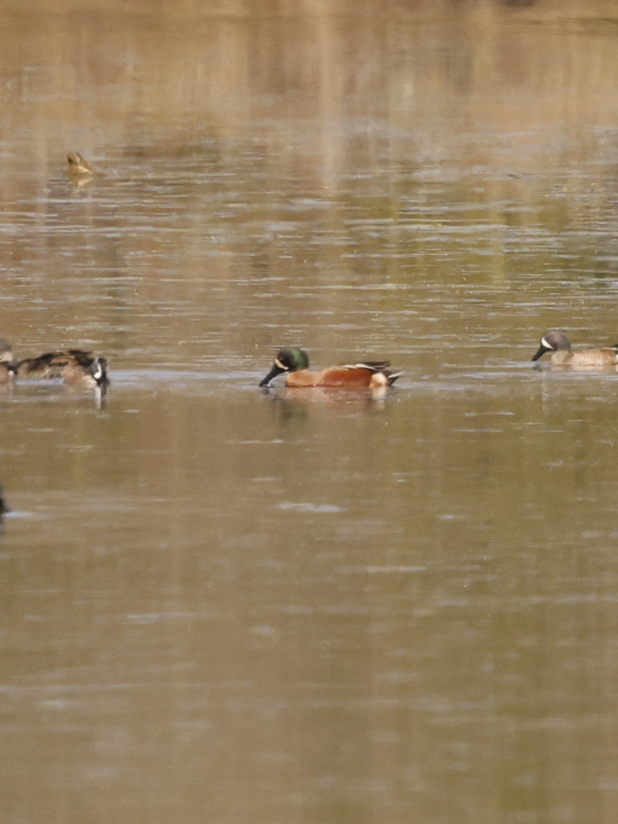 Blue-winged Teal x Northern Shoveler (hybrid) - ML632070507