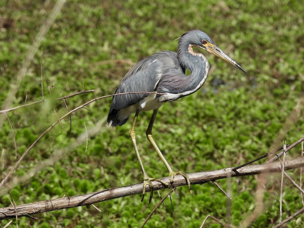 Tricolored Heron - ML632070544