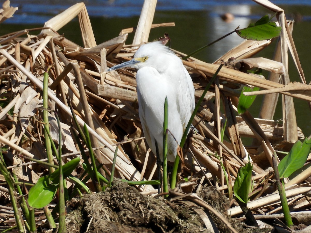 Snowy Egret - ML632070550