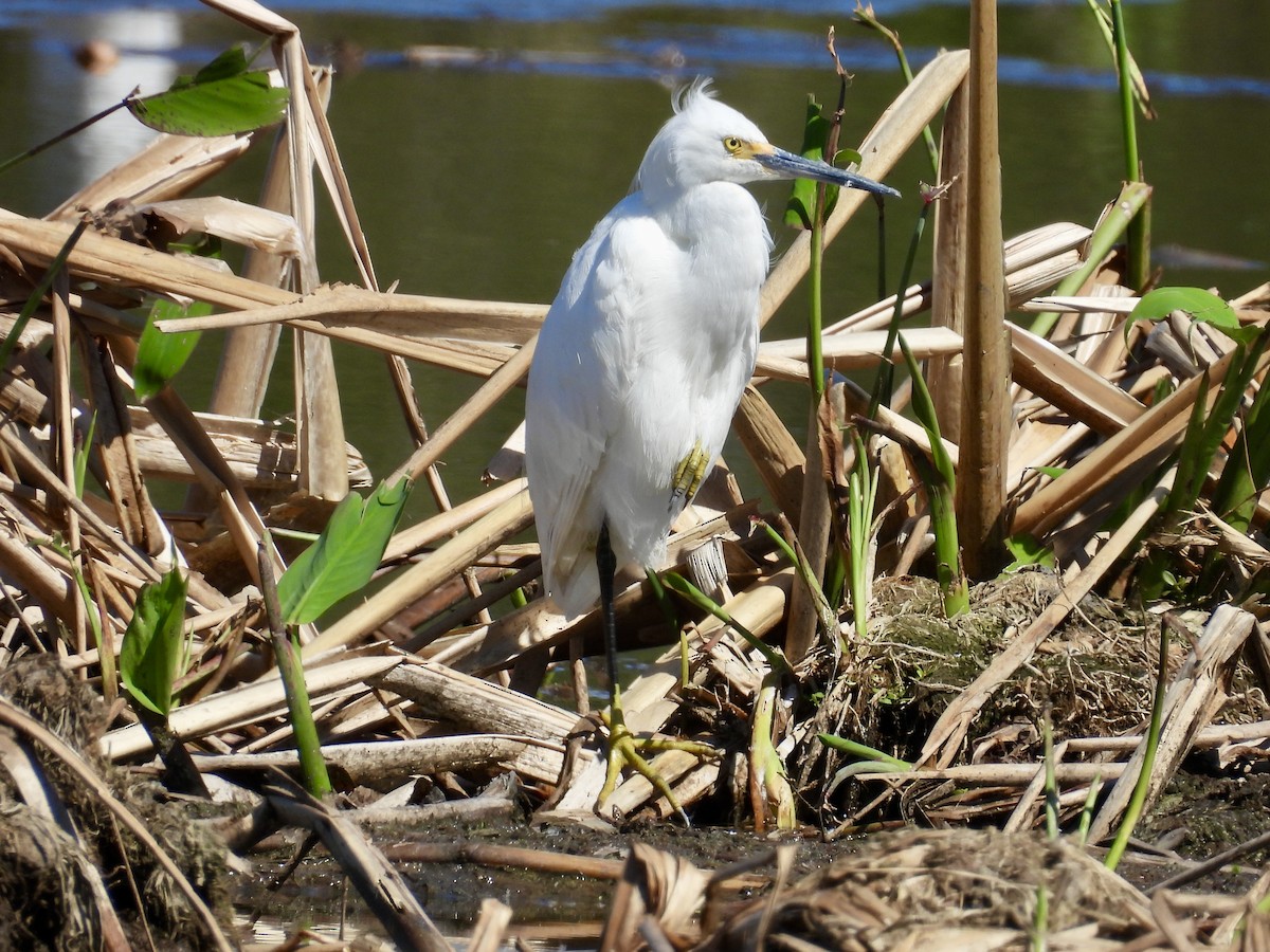 Snowy Egret - ML632070555