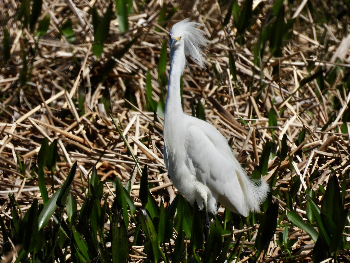 Snowy Egret - ML632070572