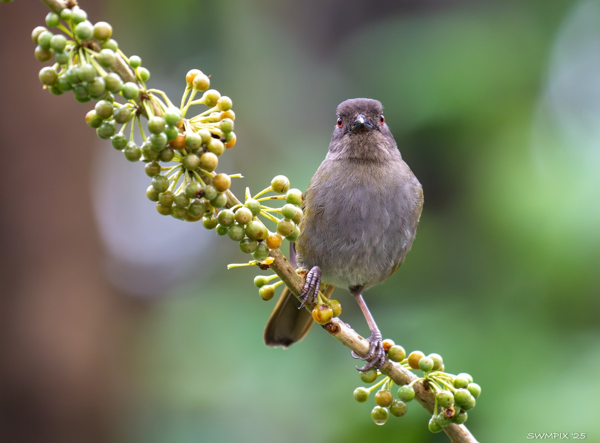 Dusky Chlorospingus - ML632070573