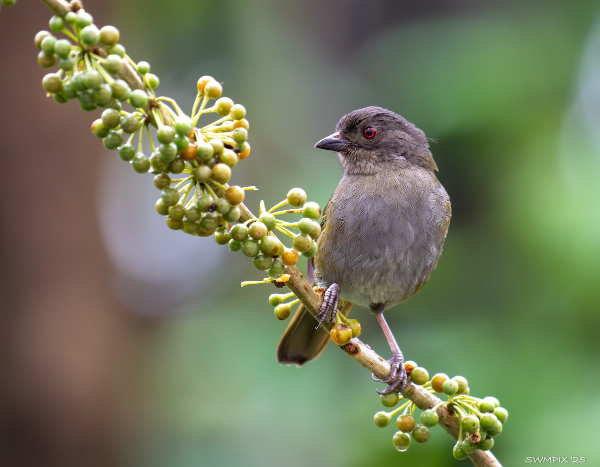 Dusky Chlorospingus - ML632070574