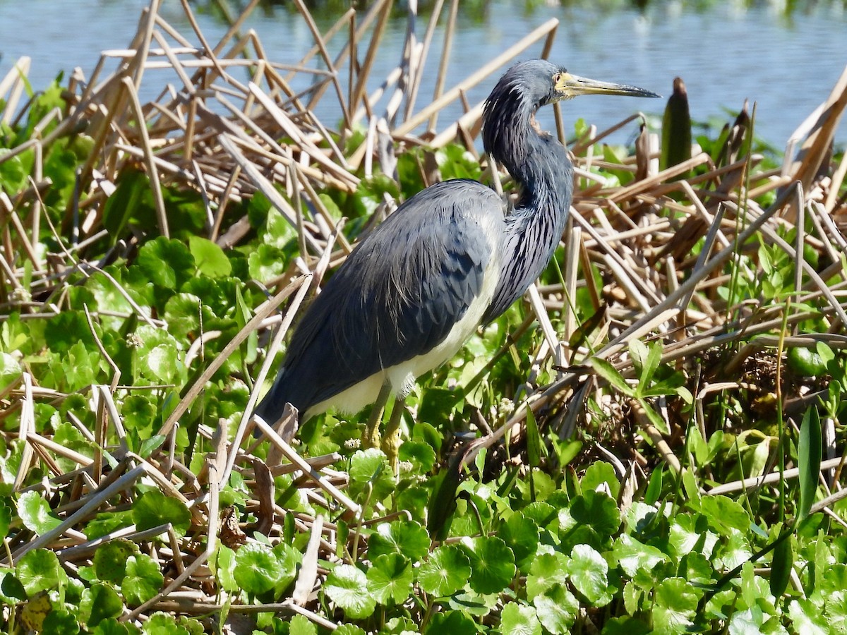 Tricolored Heron - ML632070576