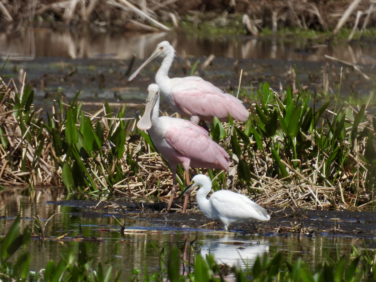 Roseate Spoonbill - ML632070589