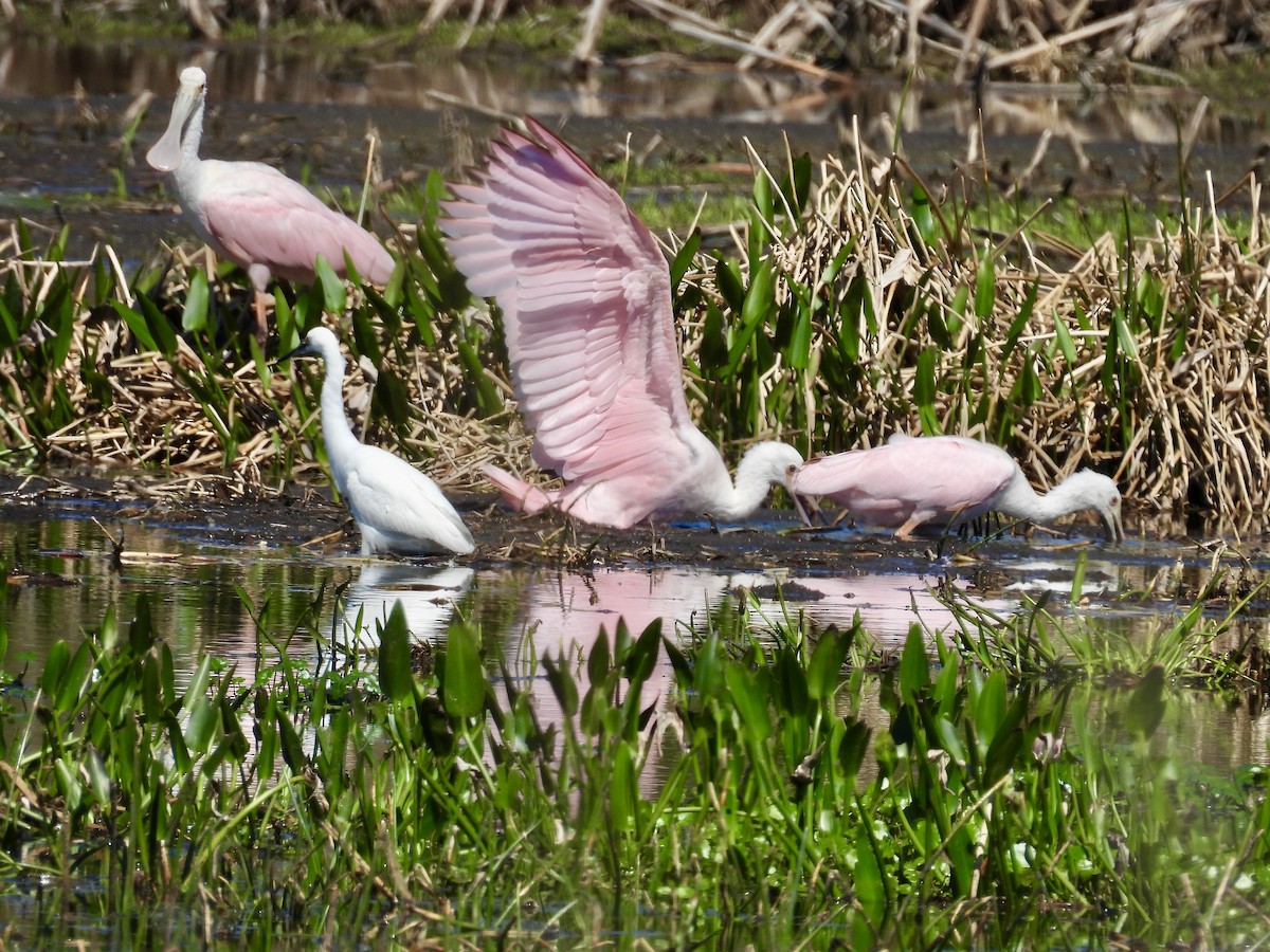 Roseate Spoonbill - ML632070595