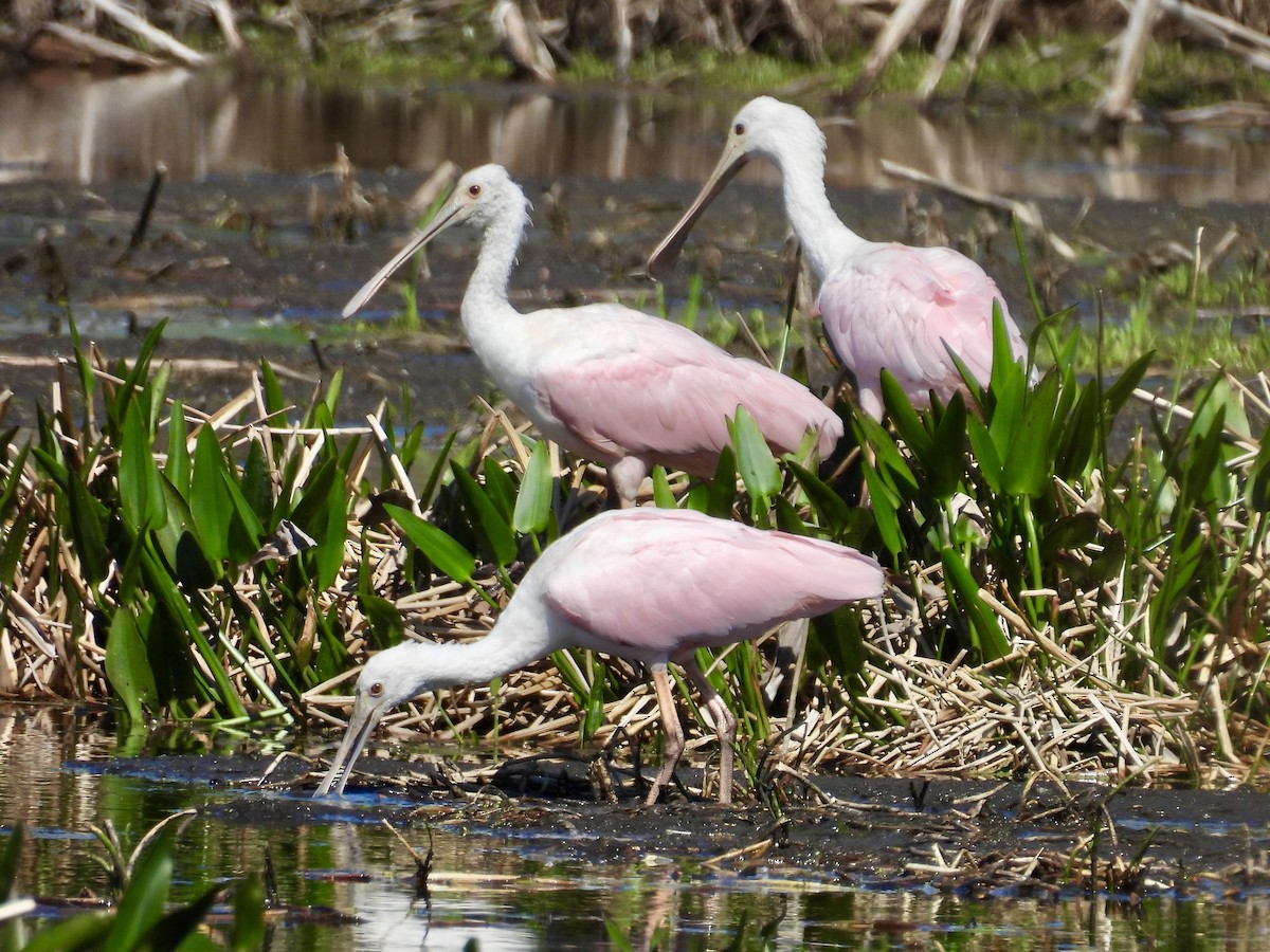 Roseate Spoonbill - ML632070596