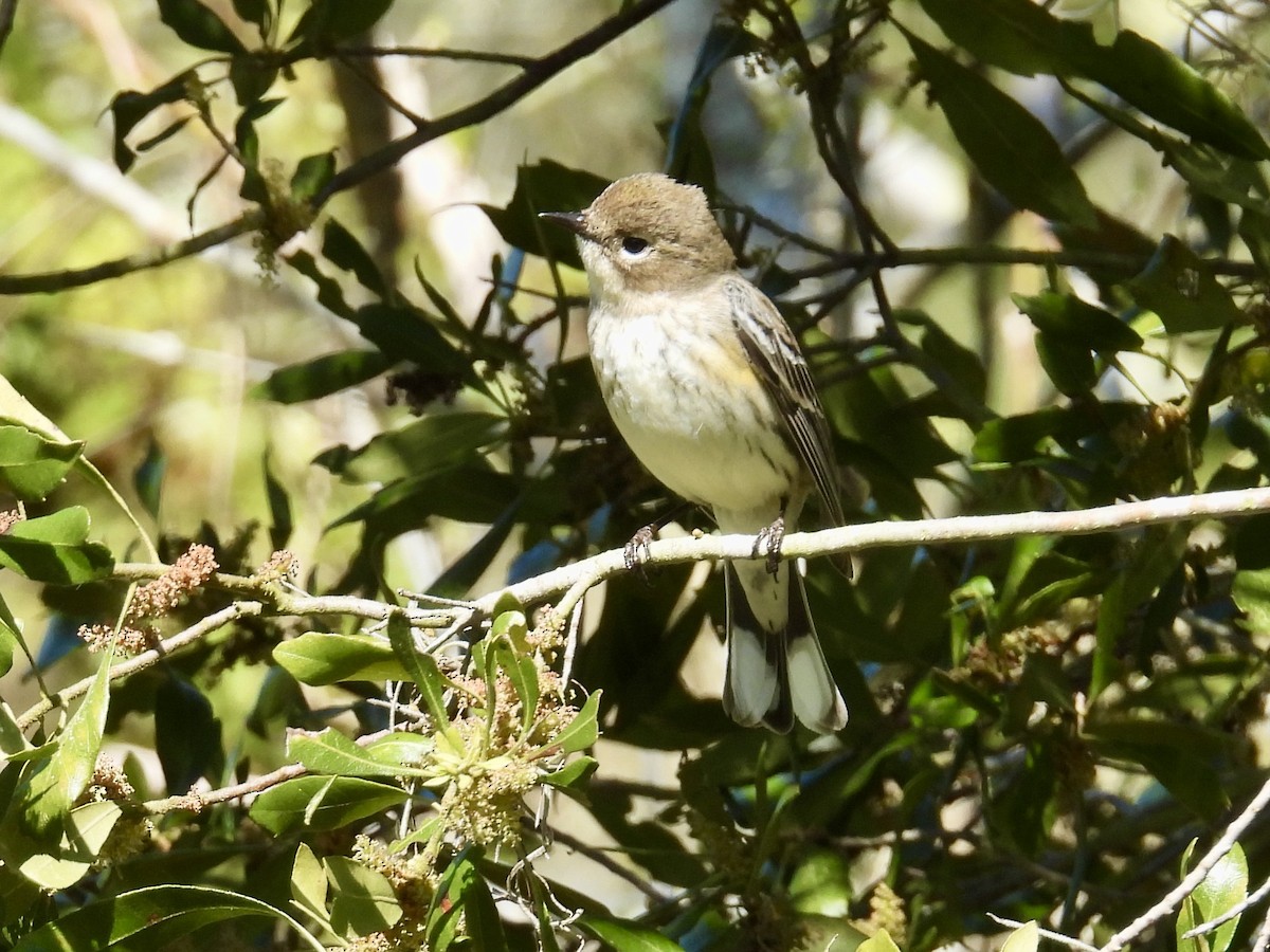 Yellow-rumped Warbler (Myrtle) - ML632070628