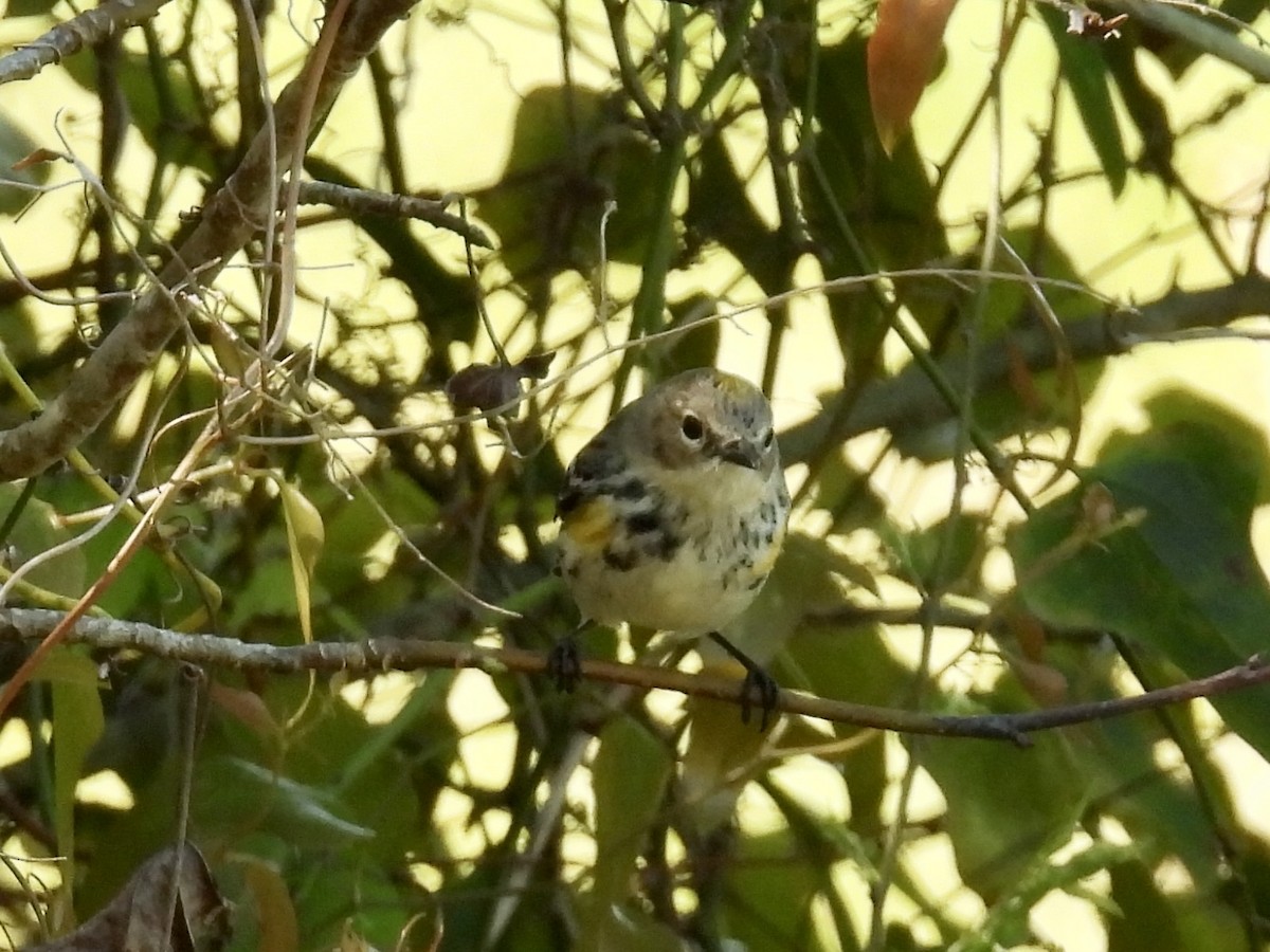 Yellow-rumped Warbler (Myrtle) - ML632070631