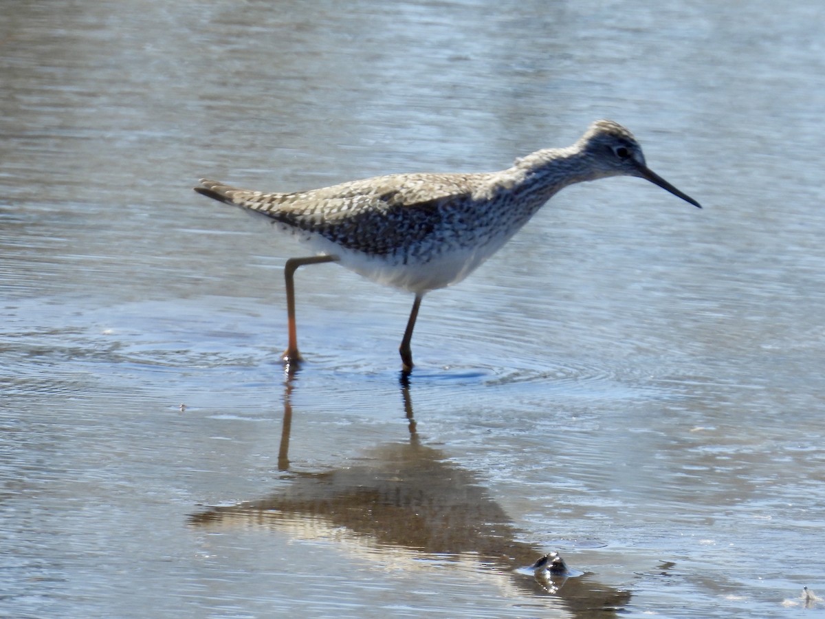 Lesser Yellowlegs - ML632070645