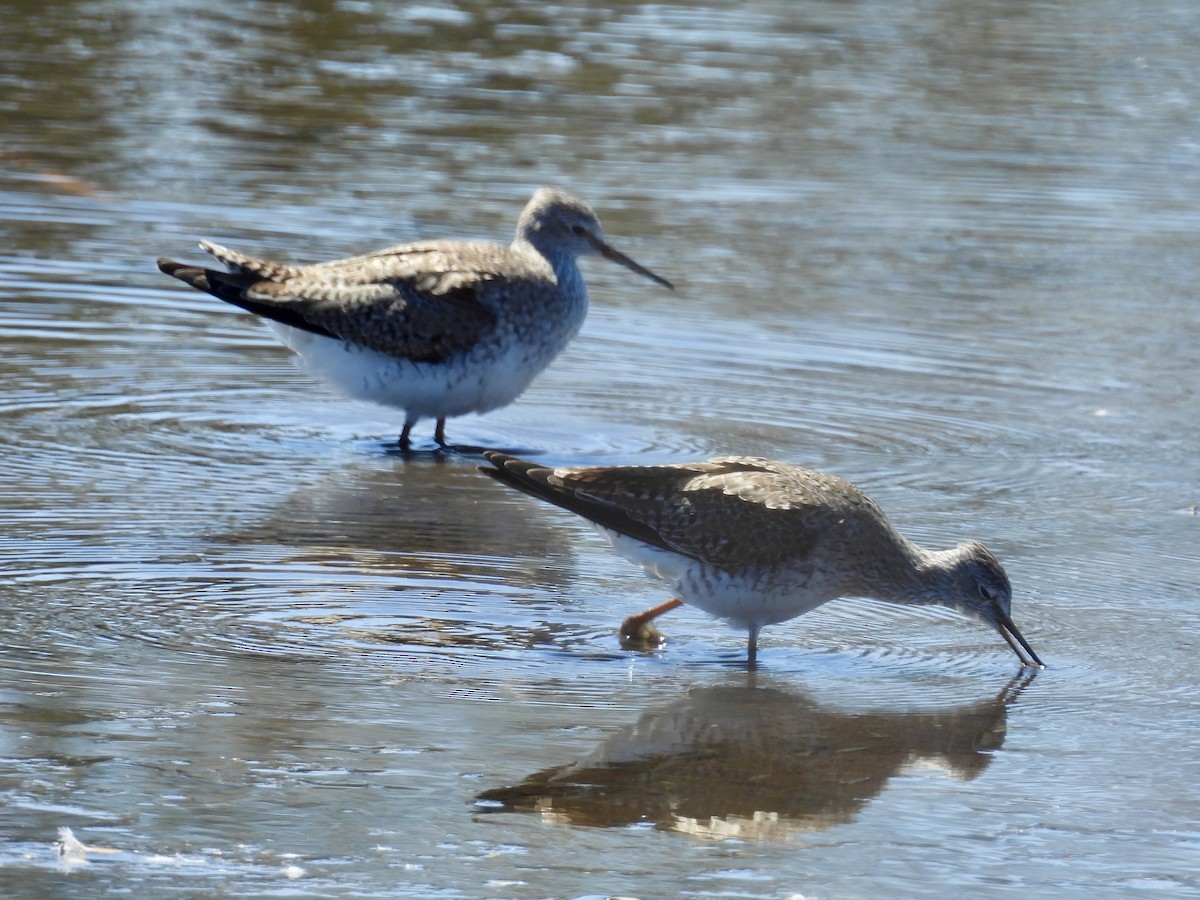 Greater Yellowlegs - ML632070662