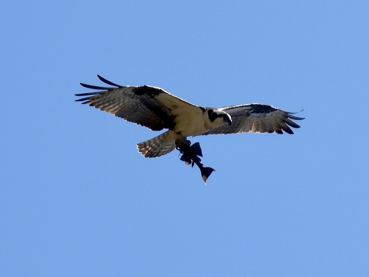 Osprey - ML632070665