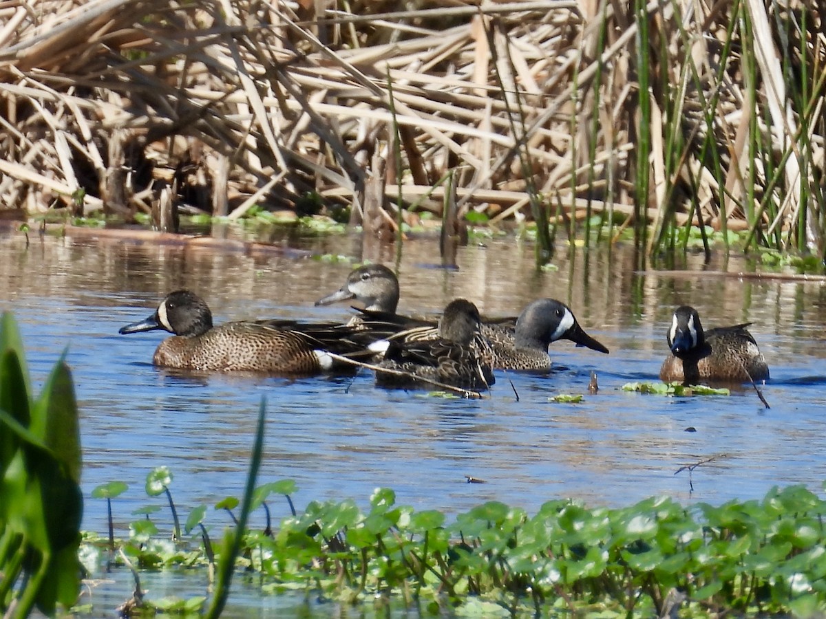 Blue-winged Teal - ML632070668
