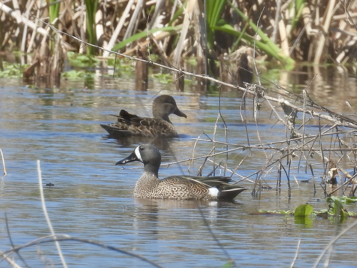 Blue-winged Teal - ML632070671