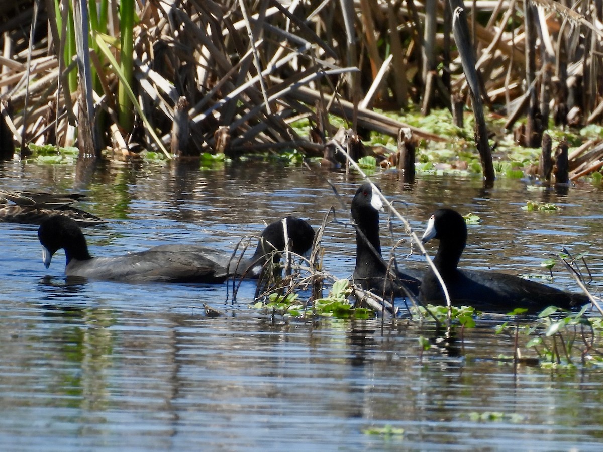 American Coot - ML632070672