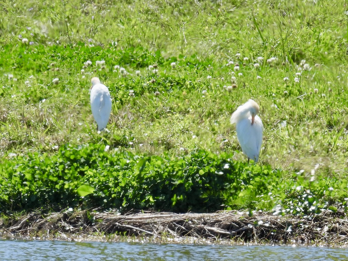 Western Cattle-Egret - ML632070679