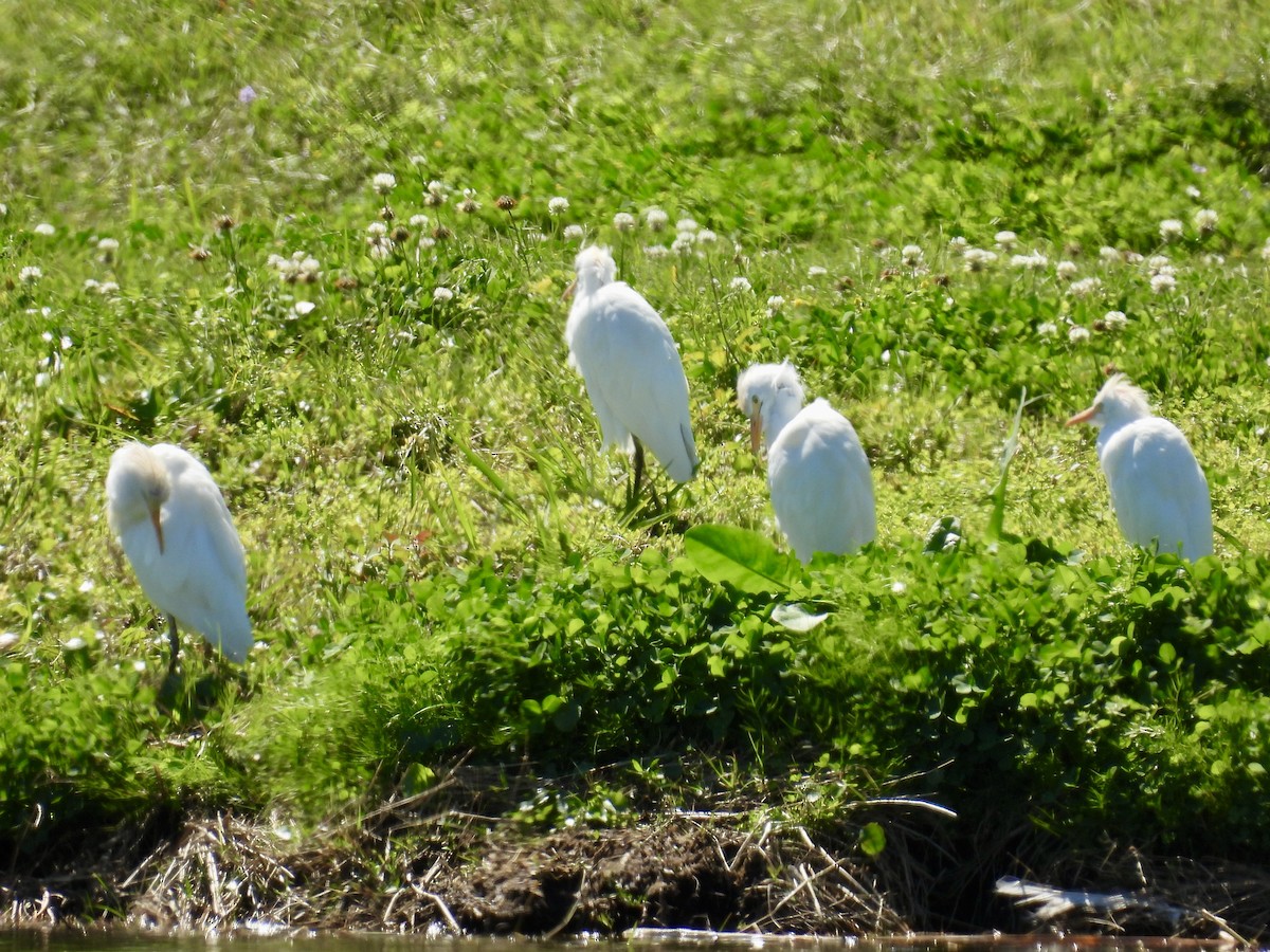 Western Cattle-Egret - ML632070680