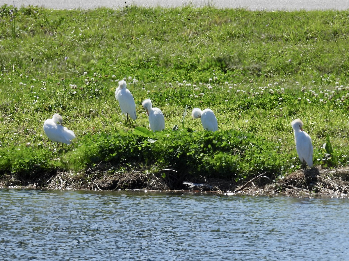 Western Cattle-Egret - ML632070681