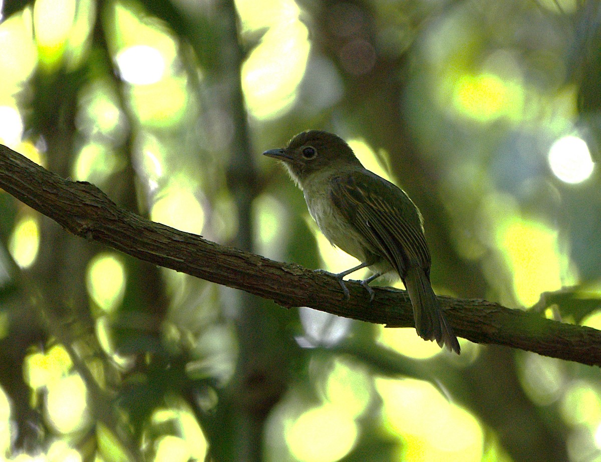 Eastern Olivaceous Flatbill - ML632070706