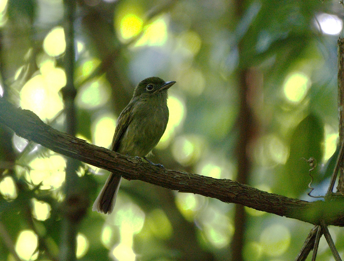 Eastern Olivaceous Flatbill - ML632070707