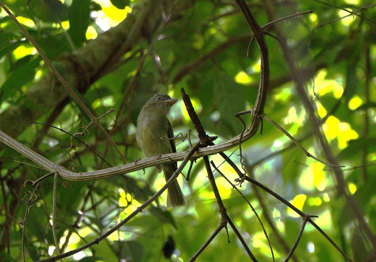 Eastern Olivaceous Flatbill - ML632070710