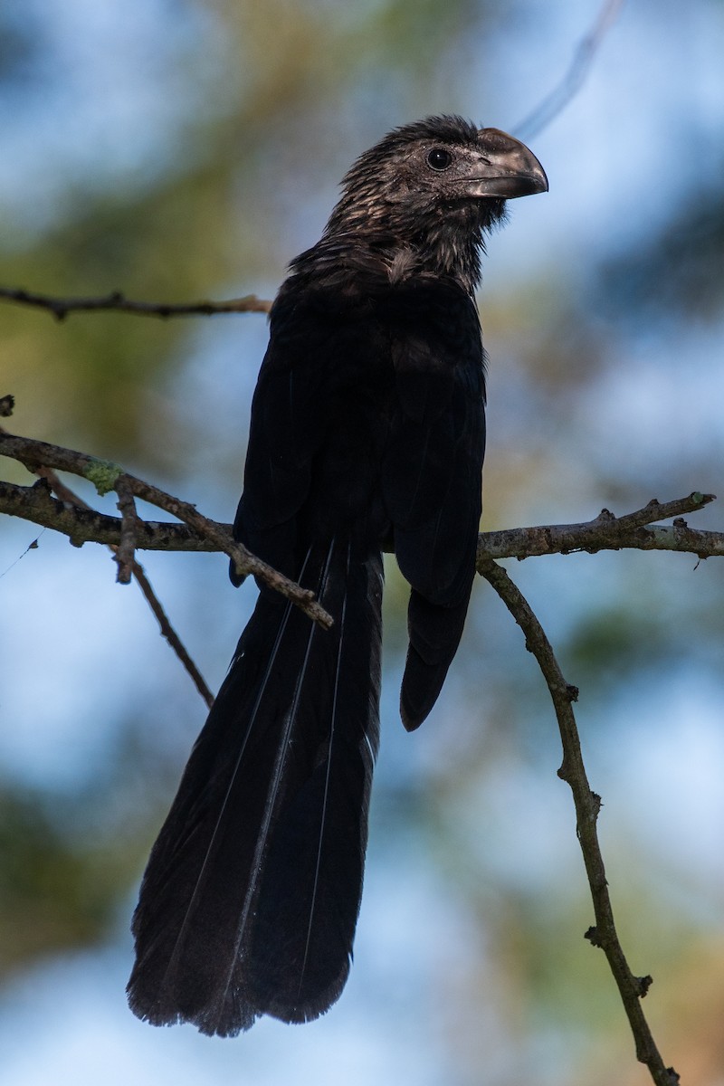 Smooth-billed Ani - ML632070861