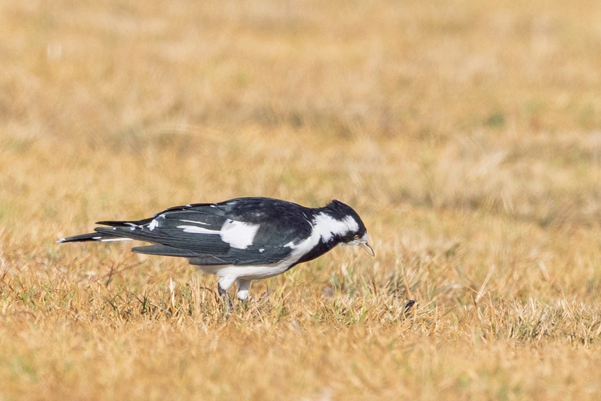 Magpie-lark - ML632070883