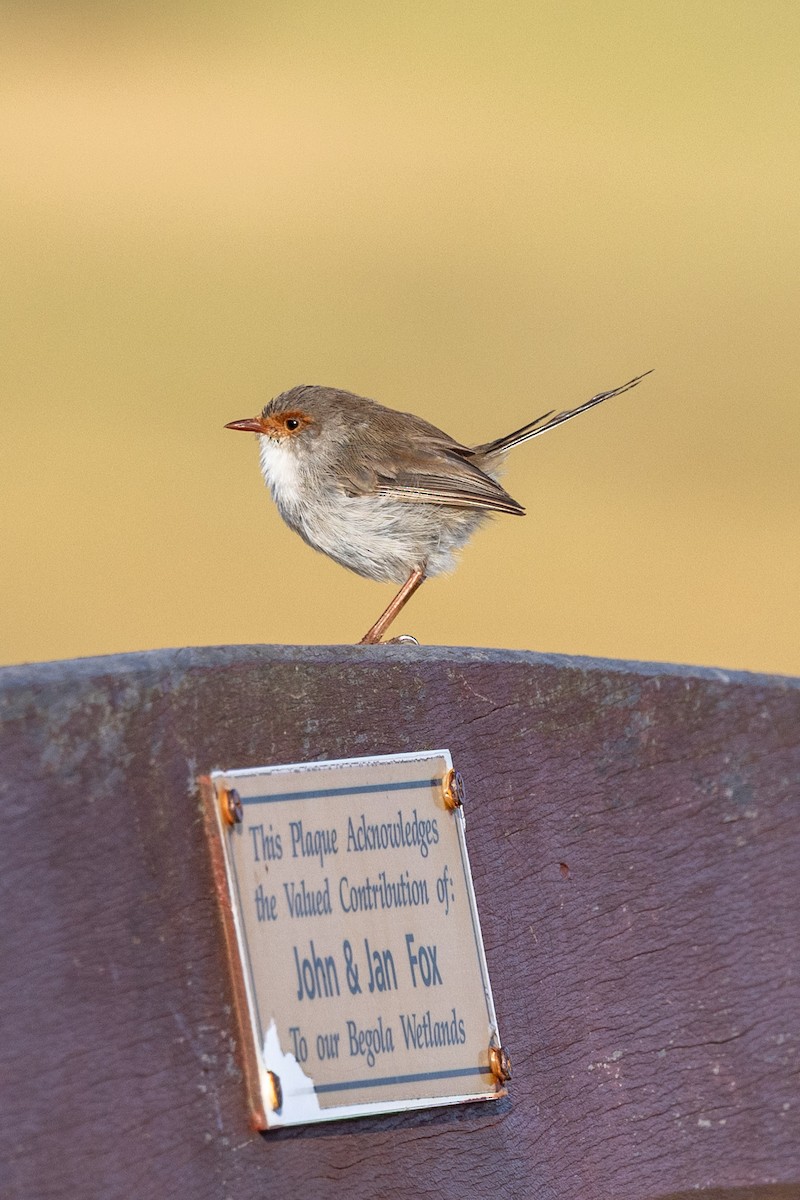Superb Fairywren - ML632070892