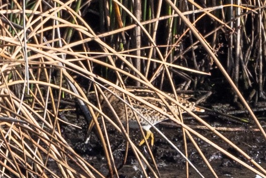 Latham's Snipe - ML632070905