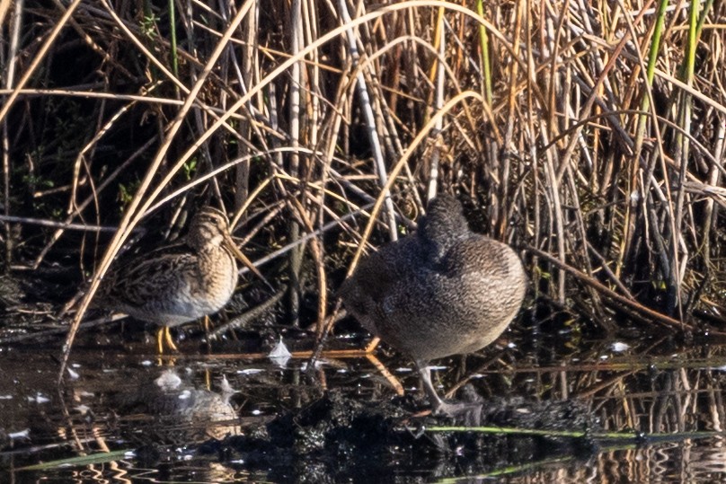 Latham's Snipe - ML632070906