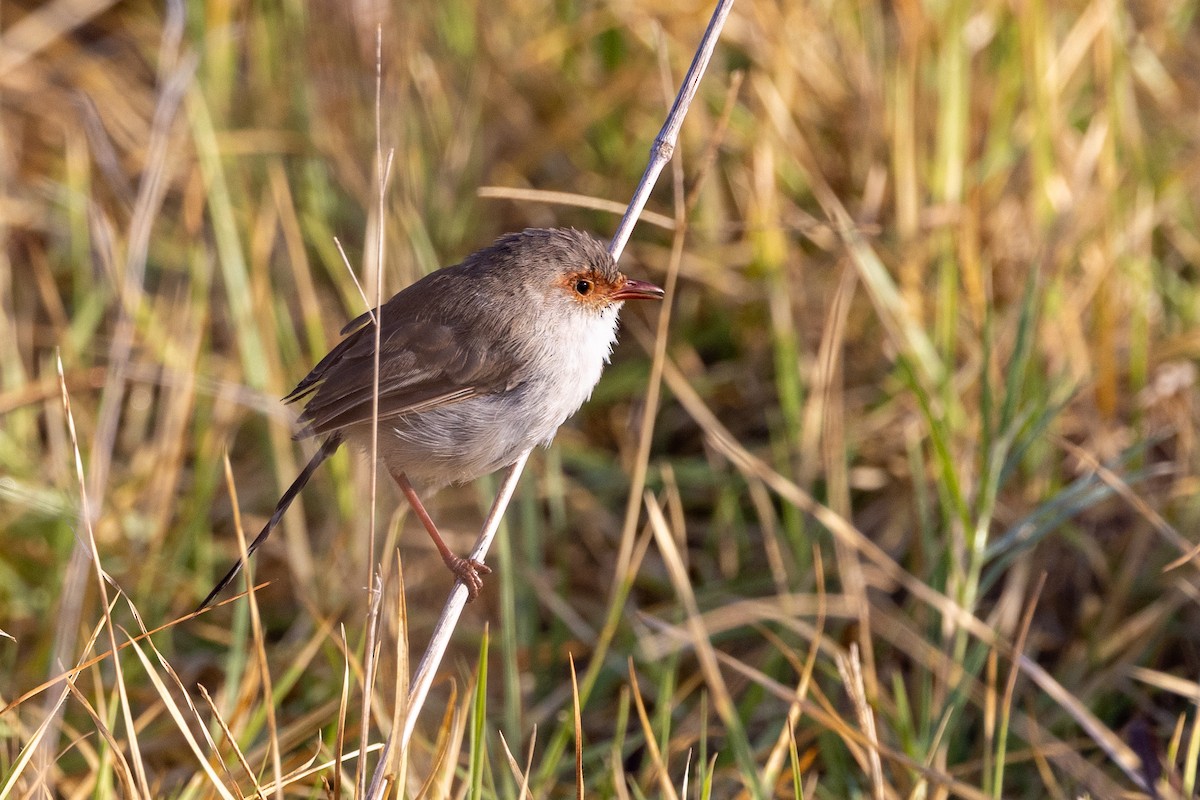 Superb Fairywren - ML632070919
