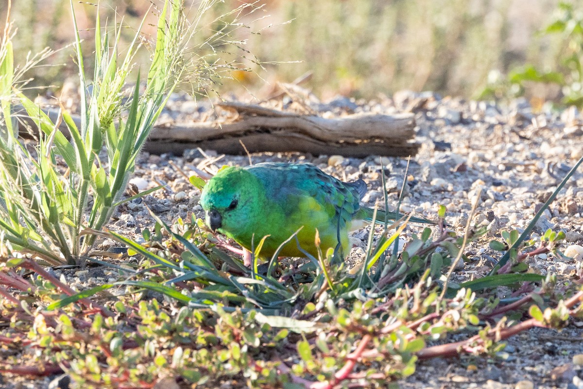 Red-rumped Parrot - ML632070922