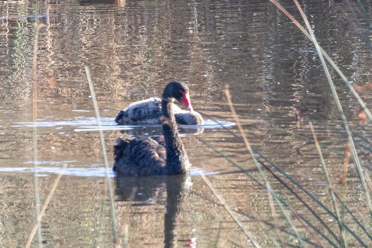 Black Swan - ML632070973