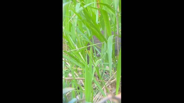 Rufescent Tiger-Heron - ML632071005