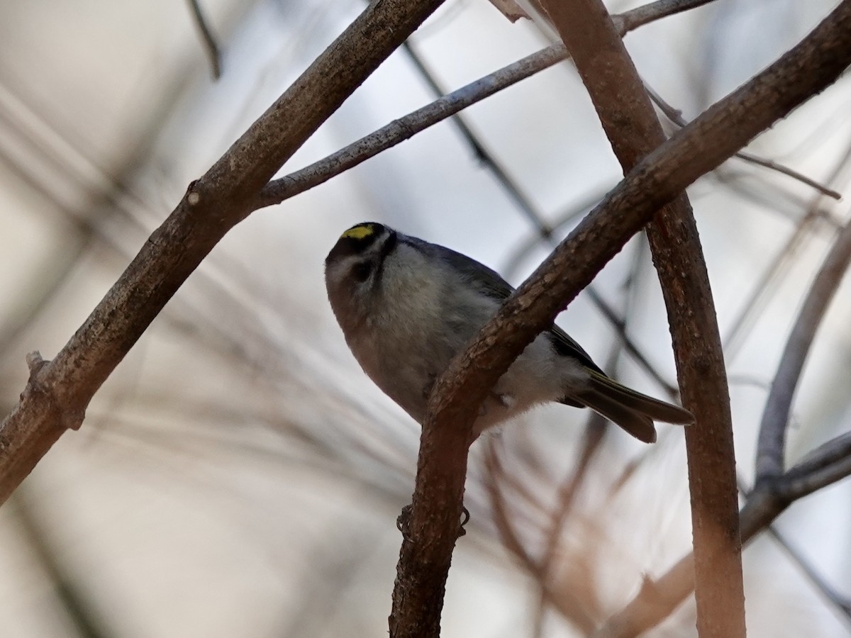 Golden-crowned Kinglet - ML632071212