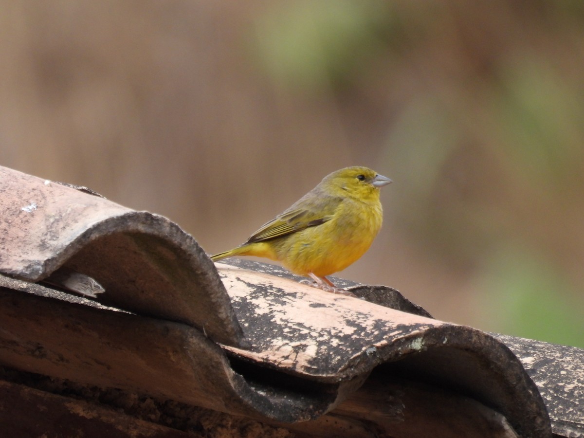 Greenish Yellow-Finch - ML632071244