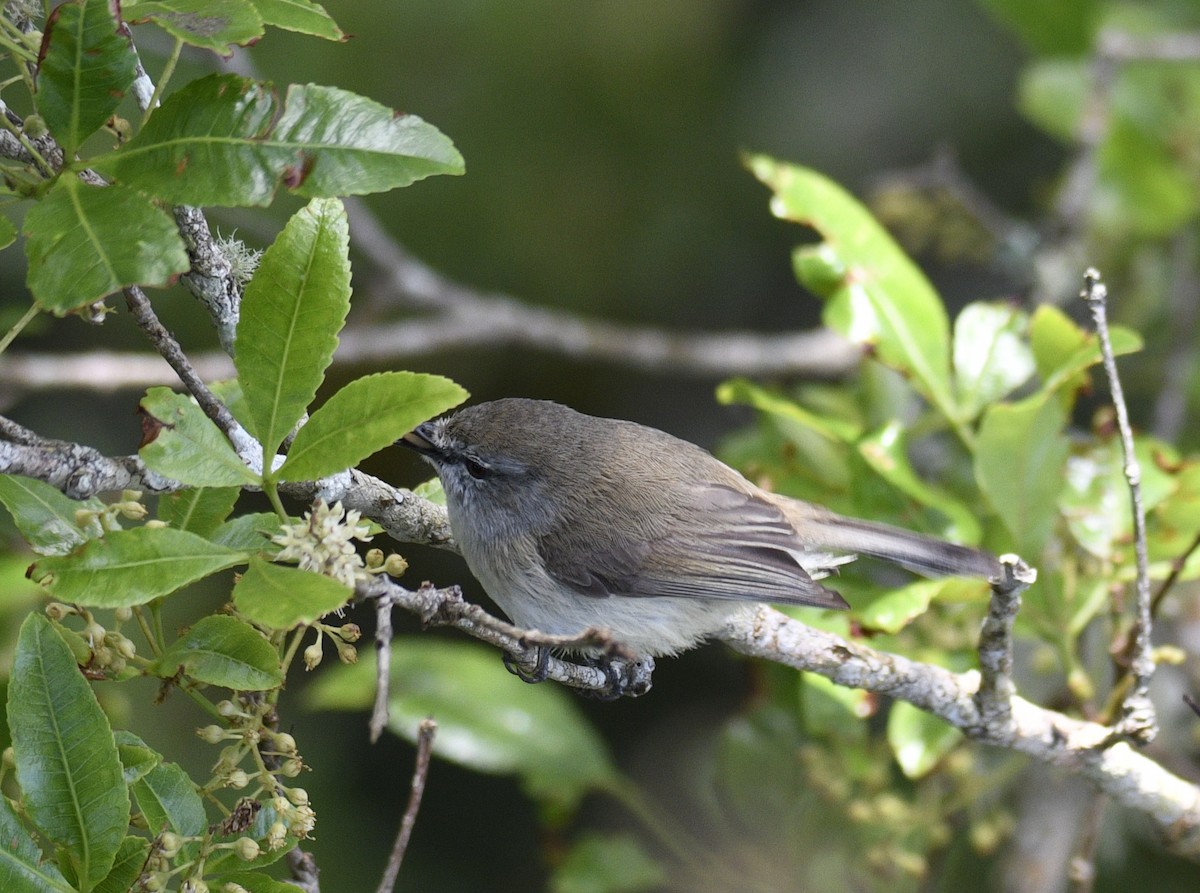 Brown Gerygone - ML632071509