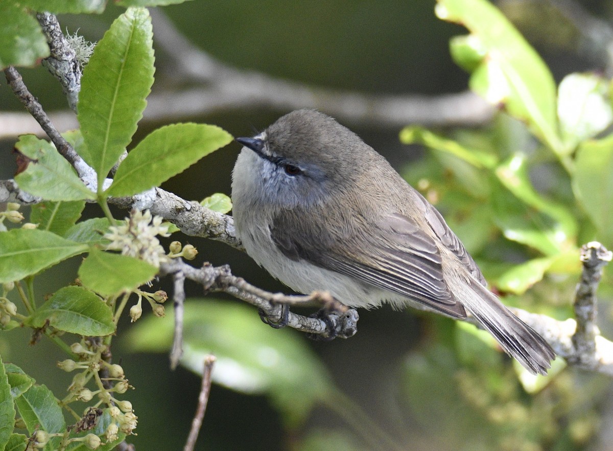 Brown Gerygone - ML632071510