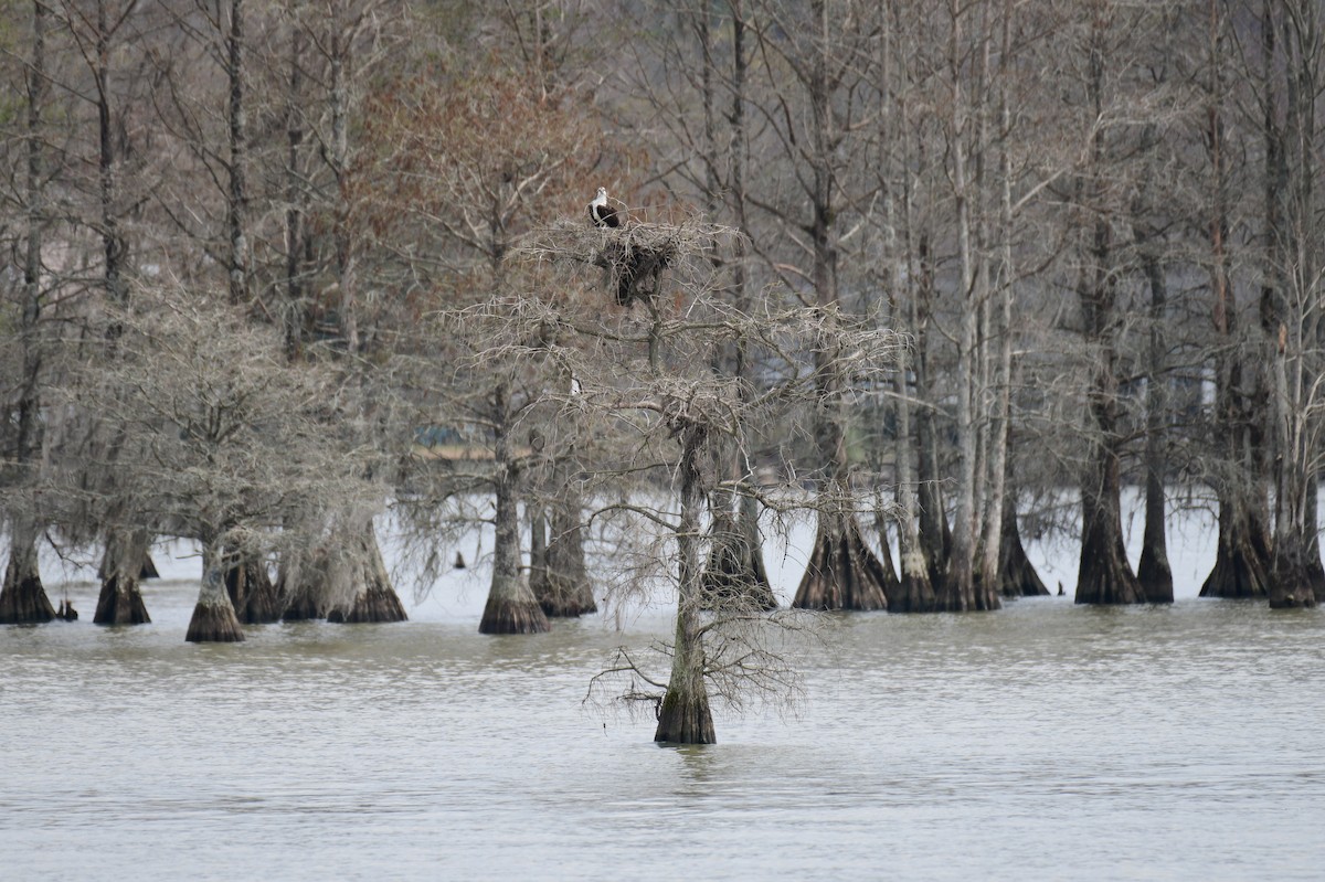 Osprey - ML632071532
