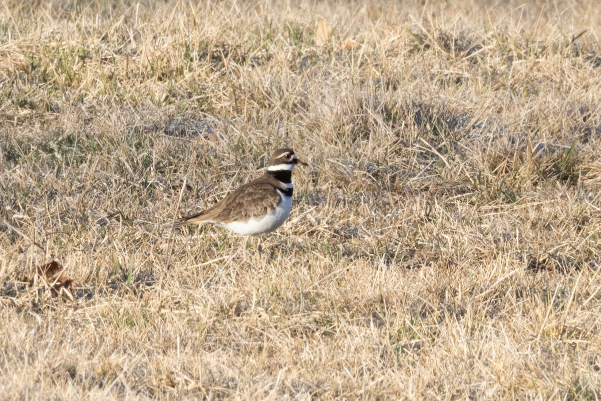 Killdeer - ML632071594