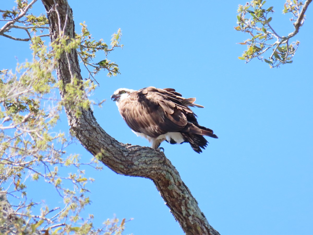 Osprey - ML632071776