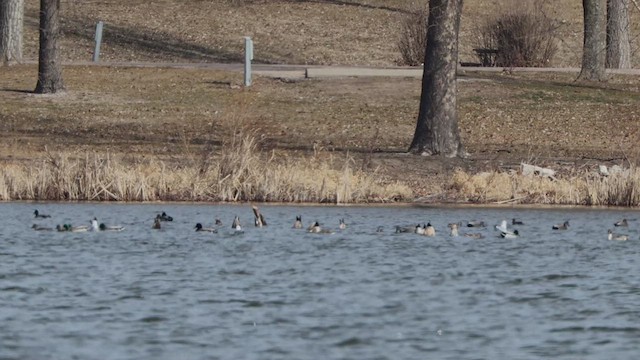 Northern Pintail - ML632071823