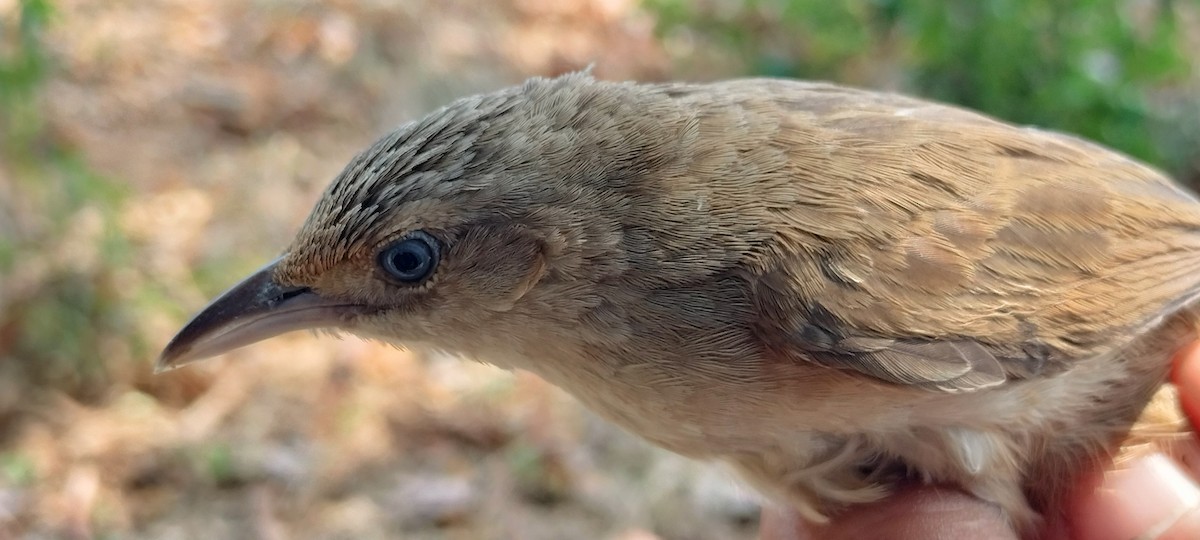 Plain Thornbird - ML632072008