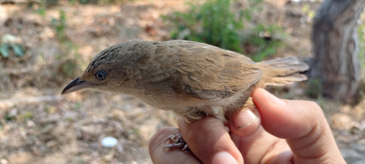Plain Thornbird - ML632072011
