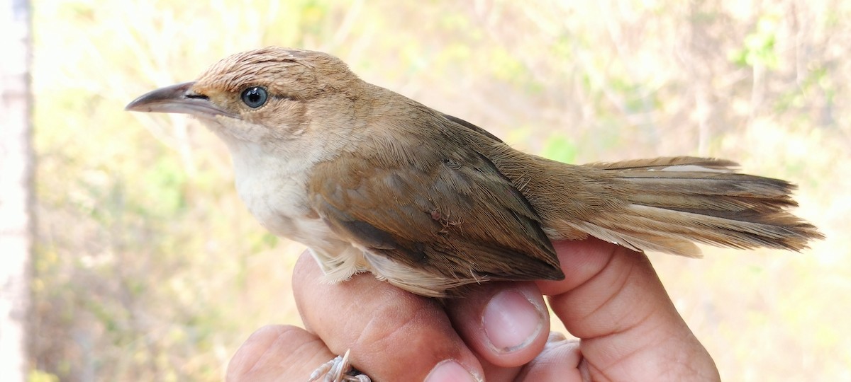 Plain Thornbird - ML632072013