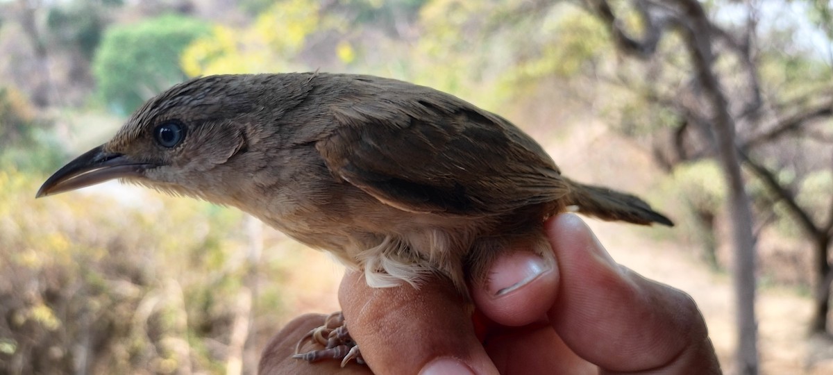 Plain Thornbird - ML632072014